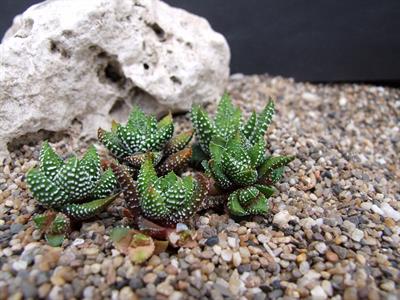 Haworthia attenuata